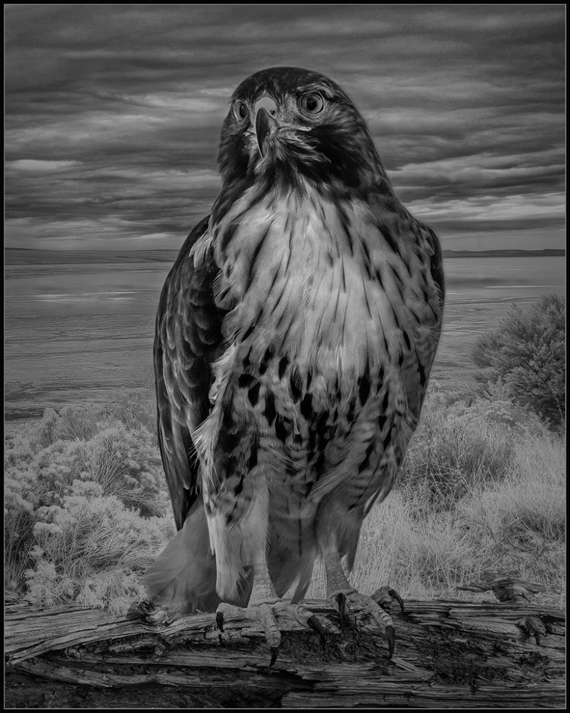 Looking For Prey - Rudy Dierks